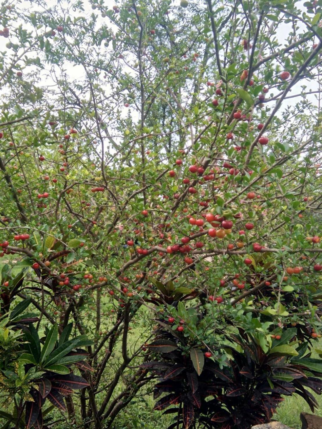 Cozycomo Nam Nao Ban Phu Hi 객실 사진
